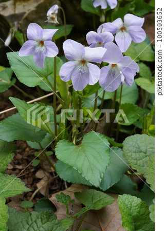 Flower of tachibubikusu 100593652
