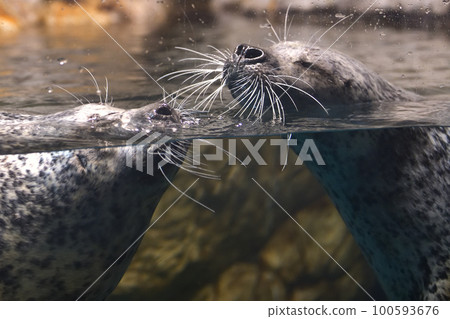 城崎海洋世界斑海豹 100593676