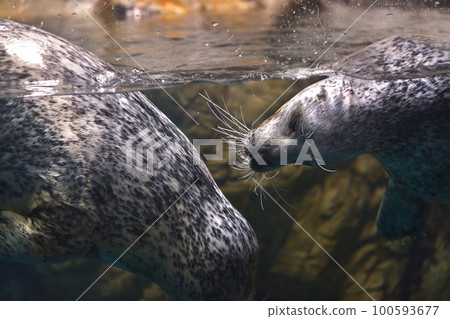 Kinosaki Marine World Harbor Seal 100593677
