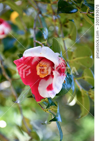 山茶花“Tengashita” 山茶花“Tengashita” 100593678