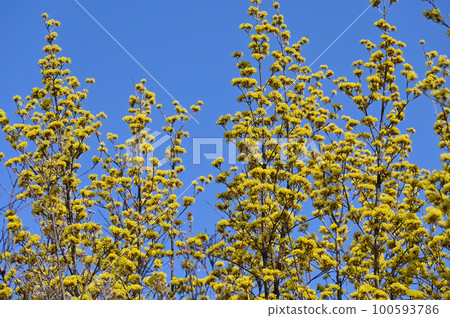 Sangyu flowers 100593786