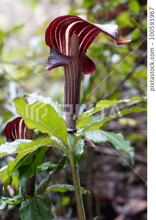 Flower of Mimigata tennansho Flower of Mimigata tennansho 100593967