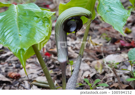 武藏文花學名:Arisaema ringens 武藏文花學名:Arisaema ringens 100594152