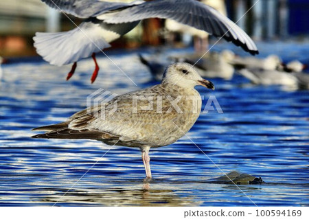 Relaxing at the Harumi Passenger Ship Terminal… Black-headed Gull Relaxing at the Harumi Passenger Ship Terminal… Black-headed Gull 100594169