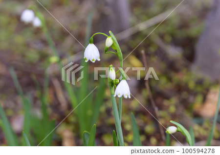 Pretty snowflake flowers heralding the arrival of spring 100594278