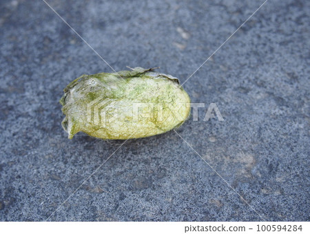 Cocoon of Yamayuga 100594284