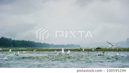 Seagulls shuttle back and forth in the river for food. There's salmon around. 100595294