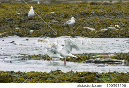 Two seagulls open their beaks and chirp. And beat each other with their wings. Two seagulls open their beaks and chirp. And beat each other with their wings. 100595306