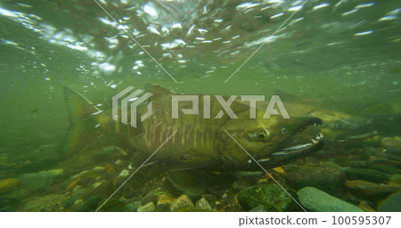 Salmon in the river, ready to swim against the current. Underwater photography. 100595307