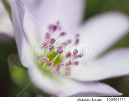 Niigata prefecture's flower, Yukiwariso Niigata prefecture's flower, Yukiwariso 100595551