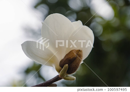 Haku Mokren Haku Mokren 100597495