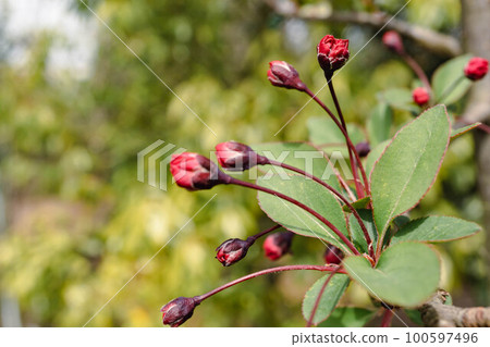 粉紅色的花 粉紅色的花 100597496