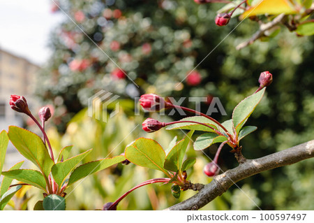 粉紅色的花 粉紅色的花 100597497