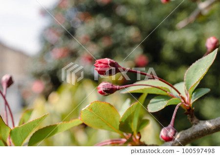 粉紅色的花 粉紅色的花 100597498