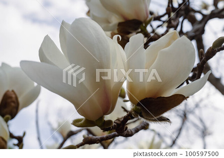 Haku Mokren Haku Mokren 100597500
