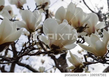 Haku Mokren Haku Mokren 100597501