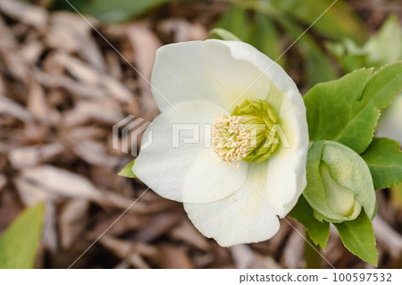 White christmas rose 100597532