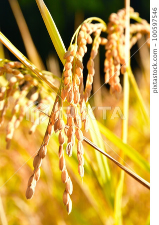 Inaho, a rice paddy in the Kitaimogawa River (Niigata Prefecture) 100597546