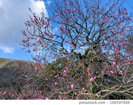 大觀栗林公園(1月下旬,梅花) 大觀栗林公園(1月下旬,梅花) 100597889