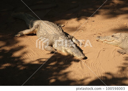 Kachikari Crocodile Pool (Gambia) 100598003