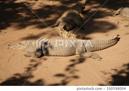 Kachikari Crocodile Pool (Gambia) 100598004