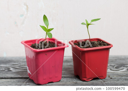 Growing seedlings in a plastic container. Green seedling sprouts. Close-up. Growing seedlings in a plastic container. Green seedling sprouts. Close-up. 100599470
