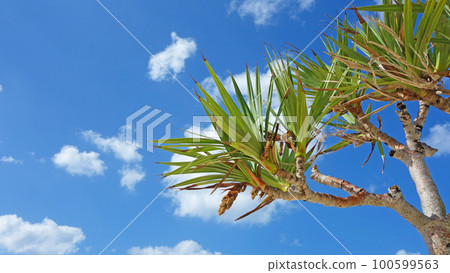sky of okinawa okinawa prefecture yomitan village usa beach sky of okinawa okinawa prefecture yomitan village usa beach 100599563