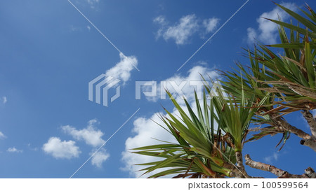 沖繩的天空沖繩縣讀谷村美國海灘 沖繩的天空沖繩縣讀谷村美國海灘 100599564