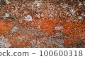 Abstract Texture of Moss Drying on Rough Concrete 100600318