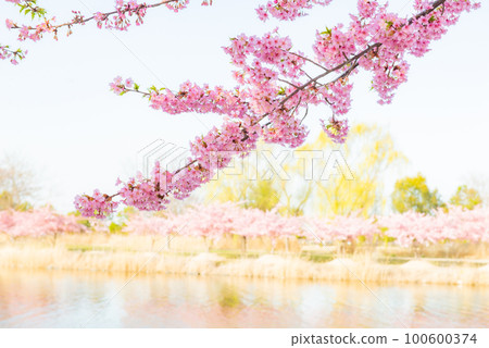 Kawazu cherry tree in early bloom 100600374