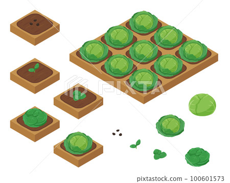 Farm game illustration_growing cabbage_isometric 100601573