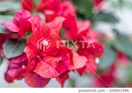 Blooming bougainvillea Blooming bougainvillea 100601996
