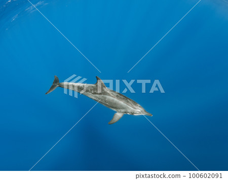 Wild dolphin Wild dolphin 100602091