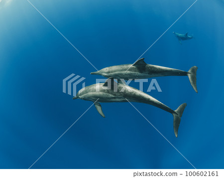 野生海豚 野生海豚 100602161