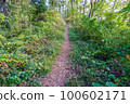 hiking trail in the forest 100602171