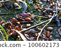 Acorns and autumn leaves in autumn forest 100602173