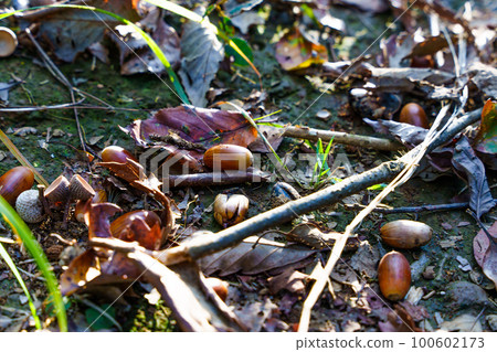 Acorns and autumn leaves in autumn forest Acorns and autumn leaves in autumn forest 100602173