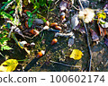 Acorns and autumn leaves in autumn forest 100602174