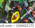 Acorns and autumn leaves in autumn forest 100602175
