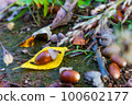 Acorns and autumn leaves in autumn forest 100602177