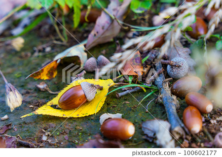 Acorns and autumn leaves in autumn forest 100602177