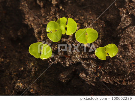 First leaves of seedlings 100602289