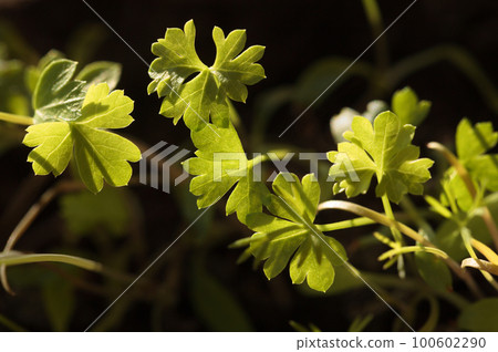Garden parsley first leaves Garden parsley first leaves 100602290