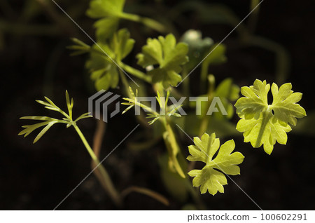 Parsley first leaves Parsley first leaves 100602291