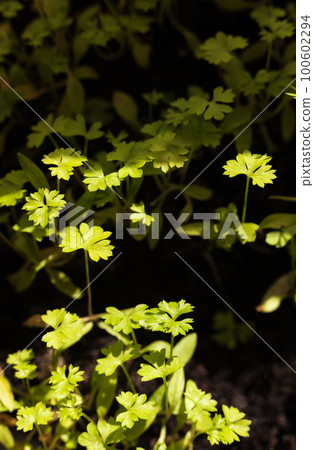 Parsley sprouts, vertical 100602294