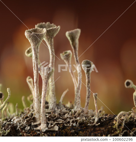 Grey lichen group 100602296
