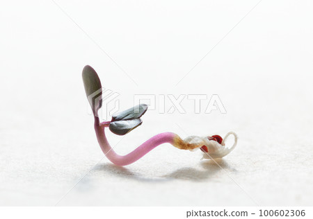 Sprout of red cabbage growing from seed Sprout of red cabbage growing from seed 100602306