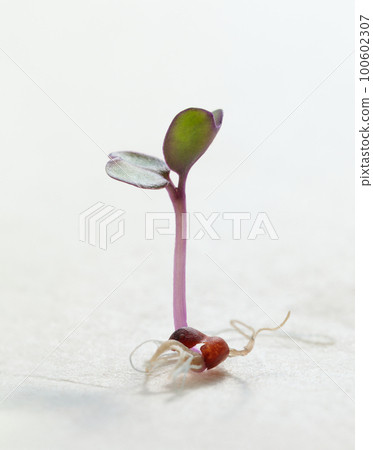 Macro of sprouted red cabbage seed Macro of sprouted red cabbage seed 100602307