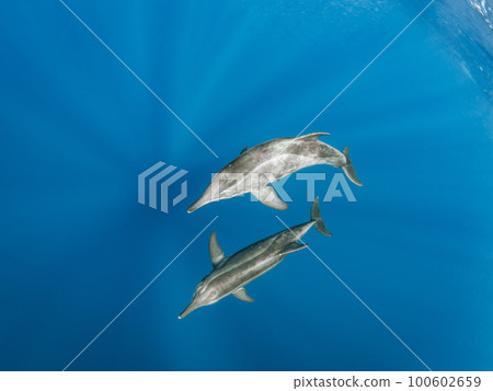 Wild dolphin 100602659