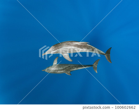 Wild dolphin 100602662